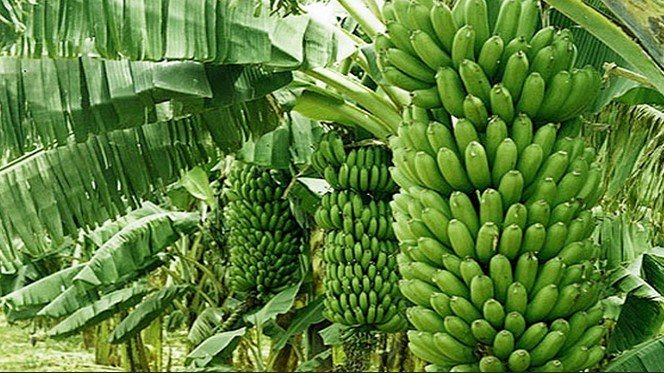 পদ্মার চরে কলা চাষ করে লাখ টাকা আয় কৃষকের পদ্মার চরে কলা চাষ করে লাখ টাকা আয় কৃষকের